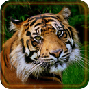 Tiger Wild HD live wallpaper APK