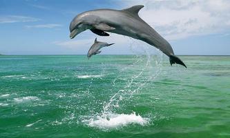 Ocean blue dolphins puzzle capture d'écran 3