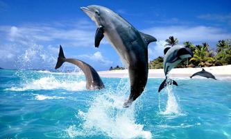 Ocean blue dolphins puzzle Affiche