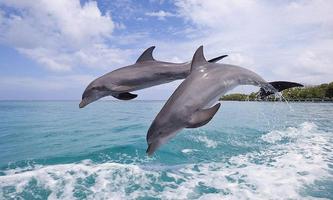 Ocean blue dolphins puzzle capture d'écran 1