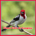Canto de fêmea de galo de campina icono