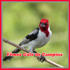 Canto de fêmea de galo de campina icon