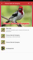 Canto de fêmea de galo de campina captura de pantalla 1