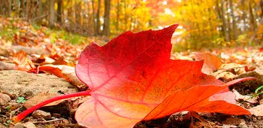 Sfondi di foglie d'autunno (sfondi e temi)
