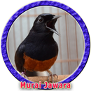 Murai Batu Juara Nasional APK