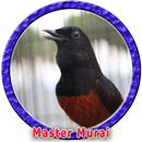 Murai Batu Masteran MP3 APK