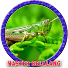 Master Belalang Raja icône