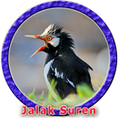 Suara Master Jalak Suren MP3 APK