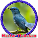 Kicau Burung Tledekan Bambu MP3 APK