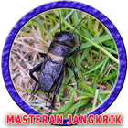 Master Suara Jangkrik MP3 icône