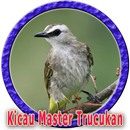 Kicau Burung Trucuk Master MP3-APK