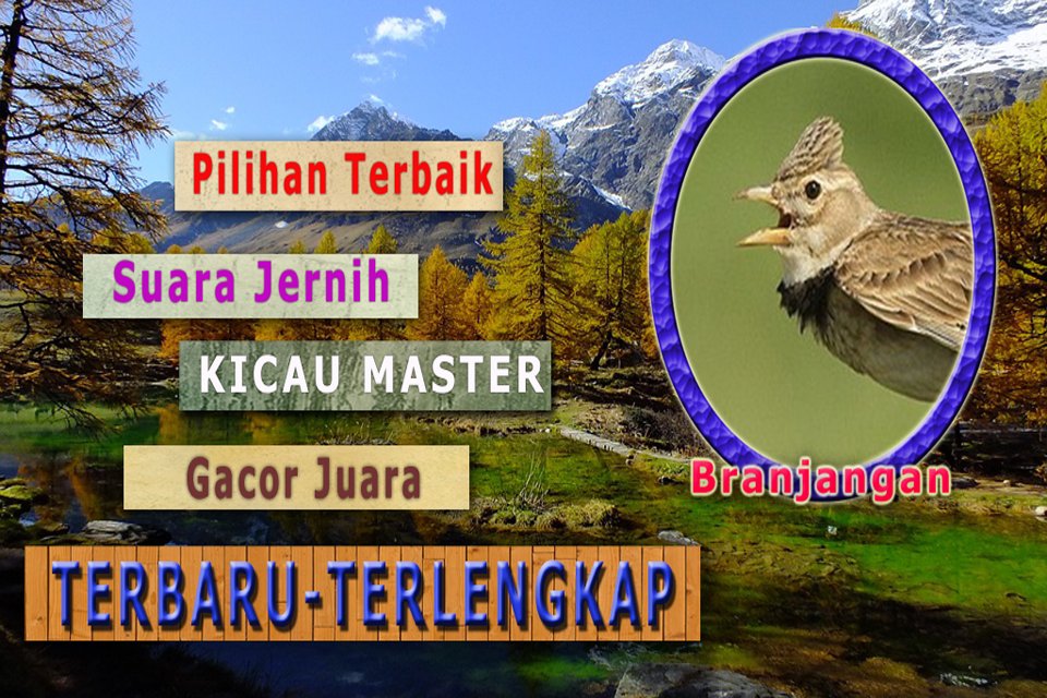 Kicau Branjangan Mp3 For Android Apk Download