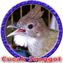 Master Cucak Jenggot MP3 APK