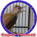 Kicau Kapas Tembak Gacor MP3 APK