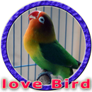 Masteran Lovebird Durasi Panjang MP3 APK