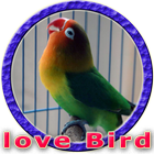 Masteran Lovebird Durasi Panjang MP3 icône