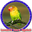 Kicau Lovebird Ngekek Panjang MP3 APK
