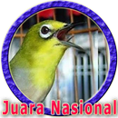 Masteran Pleci Juara Nasional APK