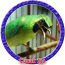Kicau Cucak Ijo Juara Nasional APK