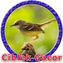 Master Ciblek Gunung MP3 APK
