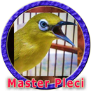 Masteran Pleci MP3 APK