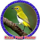 Master Pleci Ngalas Gacor APK