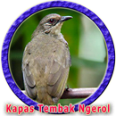 Masteran Kapas Tembak Durasi Panjang APK