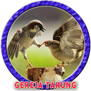 Burung Gereja Tarung Gacor APK