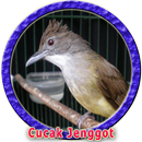 Kicau Burung Cucak Jenggot MP3 APK