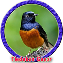Suara Master Burung Tledekan MP3 APK