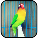 Gacor Burung Lovebird APK