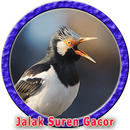 Master Jalak Suren Trotolan APK