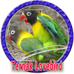 Cara Ternak Burung Lovebird