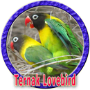 Cara Ternak Burung Lovebird APK