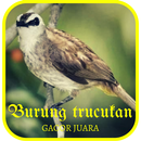 Suara Burung Trucukan Gacor APK