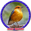 Master Anis Merah MP3 APK