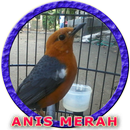 Master Anis Merah Betina APK