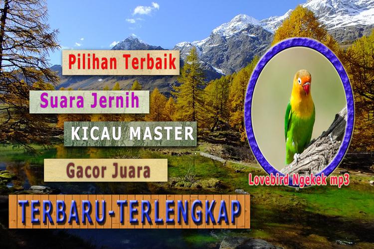 Suara Lovebird Ngekek Kasar For Android Apk Download