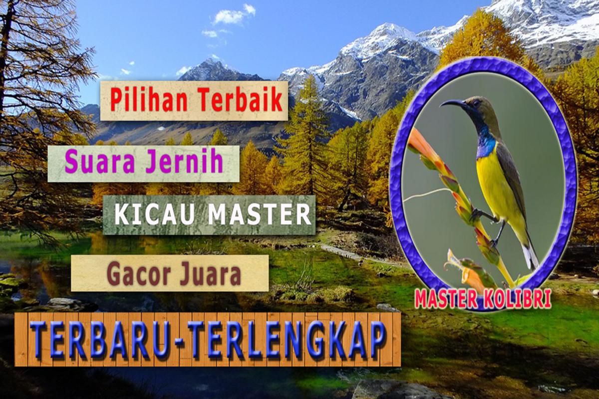 Suara burung kolibri ninja Suara burung kolibri ninja