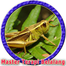Masteran Belalang Emas MP3 APK