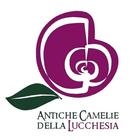 Borgo delle Camelie 图标