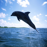 Dolphin আইকন