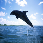 Dolphin icon