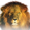 SHOFAR app ikona