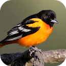 Oriole Bird Ringtone Lite aplikacja