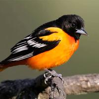 Oriole Bird Ringtone Lite 海报