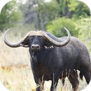 Buffalo Sounds Lite APK