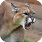 Cougar Sounds Lite أيقونة