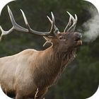 Elk Sounds Lite icon