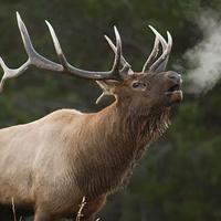 Elk Sounds Lite الملصق